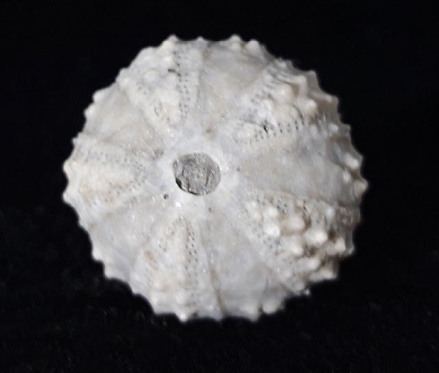 Coelopleurus coronalis (LESKE 1778) - Bild © FossNet FossilienStore